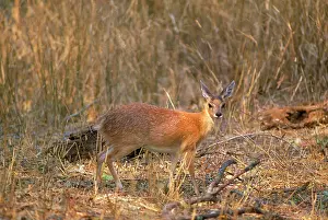 Raphicerus: Sharpe's Grysbok