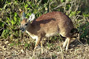 Raphicerus: Sharpe's Grysbok calling