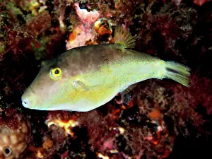 Rostrata: Sharphead pufferfish (Canthigaster rostrata), El