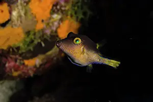 Rostrata: Sharpnose Puffer (Canthigaster rostrata)