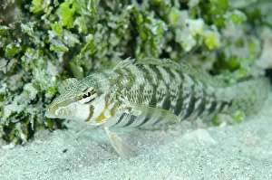 Sharpnose: Sharpnose Sandperch