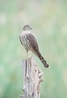 Hawks: SHARPSHINNED HAWK - Immature bird on post