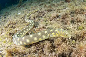 Breviceps: Sharptail Eel (Myrichthys breviceps), Martinique