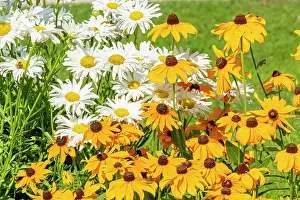 Eyed: Shasta Daisy Crazy Daisy, Leucanthemum superbum