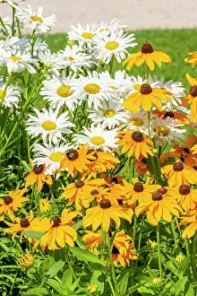 Eyed: Shasta Daisy Crazy Daisy, Leucanthemum superbum
