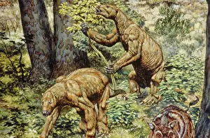 Pleistocene: Shasta Ground Sloth
