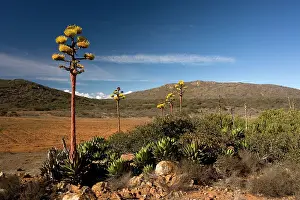 Agaves: Shaw's Agave