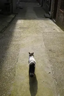 Shor: A she-cat in an alley in Yport France