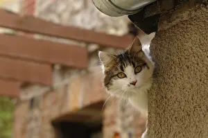 Shor: A she-cat observes behind a wall of house Yport France