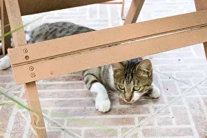 Patio: She-cat playing on a garden terrace