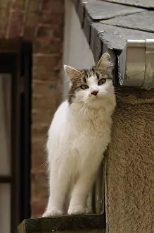Roofs: A she-cat rubs against the side of a house Yport
