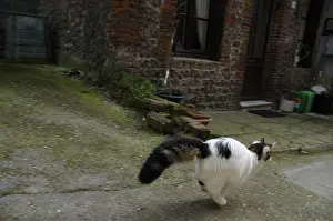 Shor: A she-cat running in an alley in Yport France