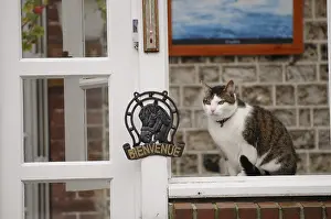Amount: She-cat sat on the amount of a window Yport France