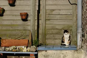 Board: She-cat sitting on a board Yport