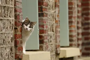 Shor: A she-cat on a window to Yport France