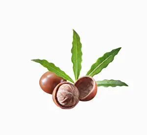 Nuts: Shea butter tree, Vitellaria paradoxa, Two nuts