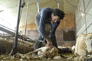 Shearing: Shearing sheep with a pole Lozere France