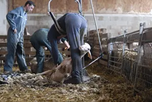 Shearing: Shearing sheep with a pole Lozere France
