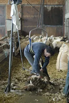 Shearing: Shearing sheep with a pole Lozere France