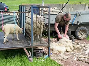 Paddock: Shearing Shetland sheep in a paddock. It