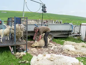 Farmer: Shearing Shetland sheep in a paddock. It