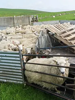 Farmer: Shearing Shetland sheep in a paddock. It