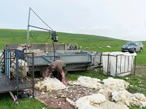 Farmer: Shearing Shetland sheep in a paddock. It