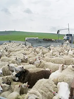 Farmer: Shearing Shetland sheep in a paddock. It