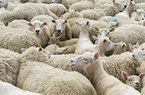 Farmer: Shearing Shetland sheep in a paddock. It