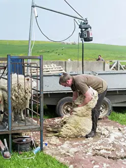 Farmer: Shearing Shetland sheep in a paddock. It