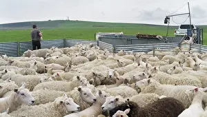 Farmer: Shearing Shetland sheep in a paddock. It