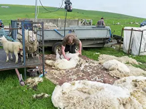 Farmer: Shearing Shetland sheep in a paddock. It