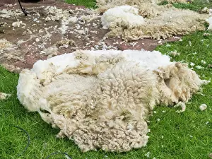 Farmer: Shearing Shetland sheep in a paddock. It