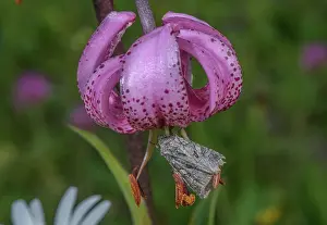 Bob Gibbons: Shears Moth, Hada plebeja on Lilium martagon