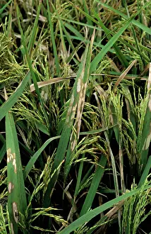 Blight: Sheath blight infection on rice crop