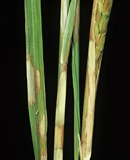 Blight: Sheath blight lesions on rice plants