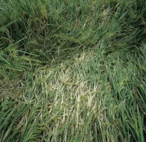 Blight: Sheath blight (Rhizoctonia solani)
