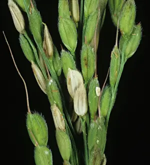 Blight: Sheath blight (Rhizoctonia solani) on rice
