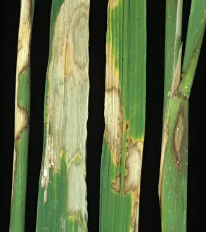 Blight: Sheath blight (Rhizoctonias solani)