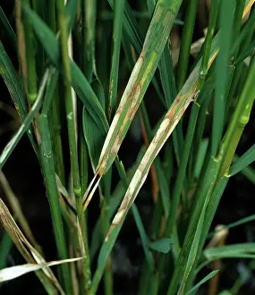 Blight: Sheath blight on rice