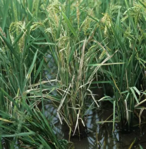 Severe: Sheath blight on rice crop