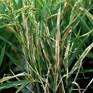 Blight: Sheath blight on rice plants