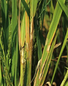 Blight: Sheath blight on rice plants
