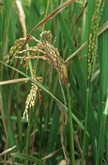 Flagleaves: Sheath rot infected flag leaf