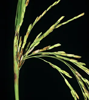 Lesions: Sheath Rot of Rice