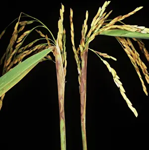 Dying: Sheath Rot on Rice plants