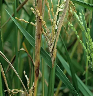 Oryzae: Sheath rot (Sarocladium oryzae)