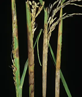 Diseased: Sheath rot (Sarocladium oryzae)
