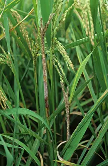 Diseased: Sheath rot (Sarocladium oryzae) in rice