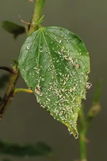 Infesting: Shed Aphid Skins